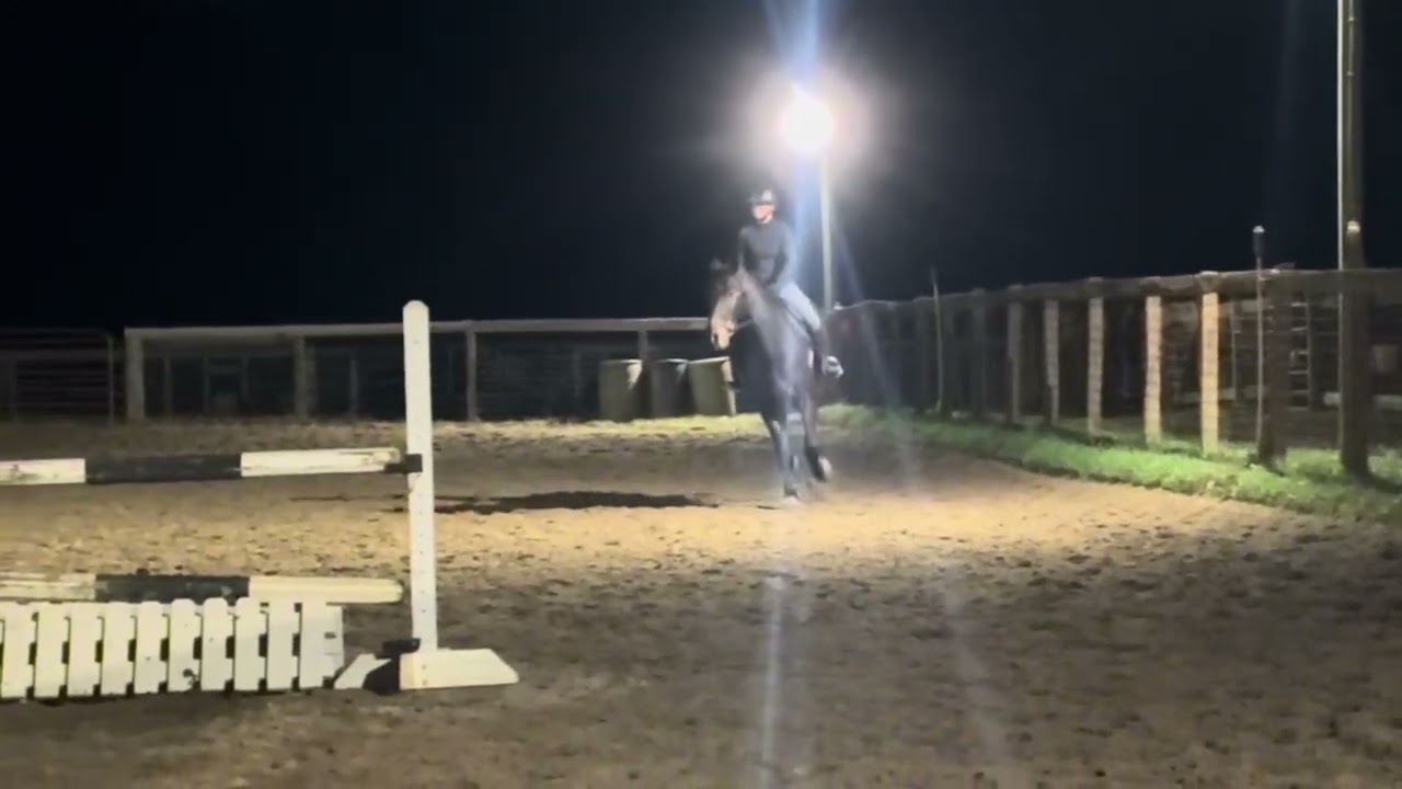 48. Horse Schooling/Showing/Trials Compilation
