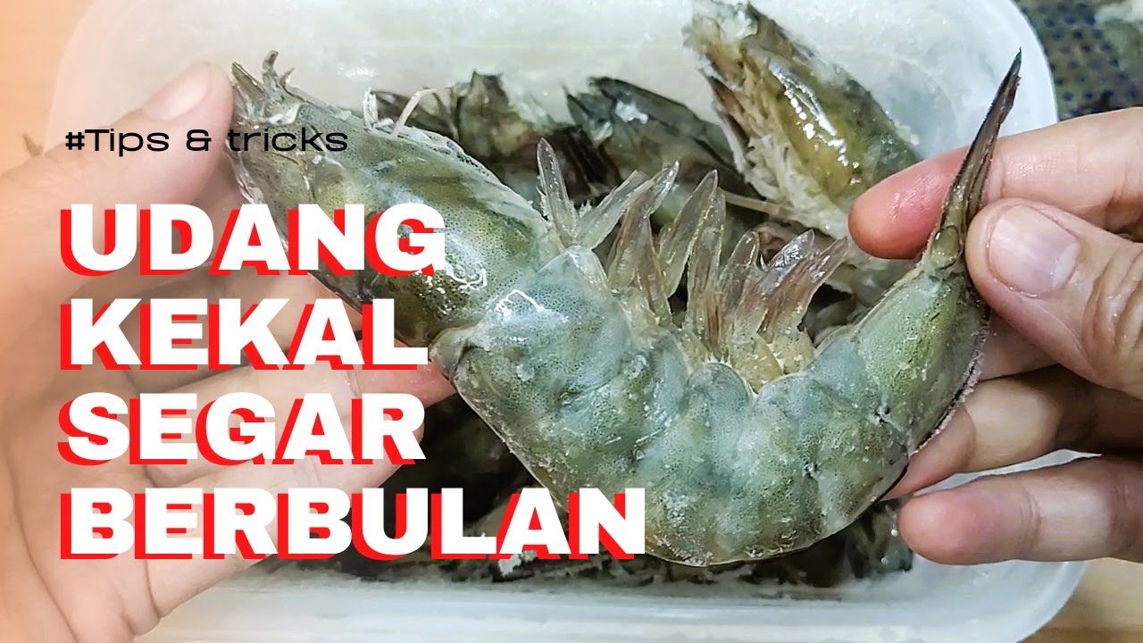 Tips & tricks simpan Udang kekal segar berbulan
