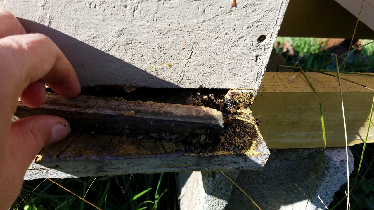 Why you should walk your bee yard in the winter.