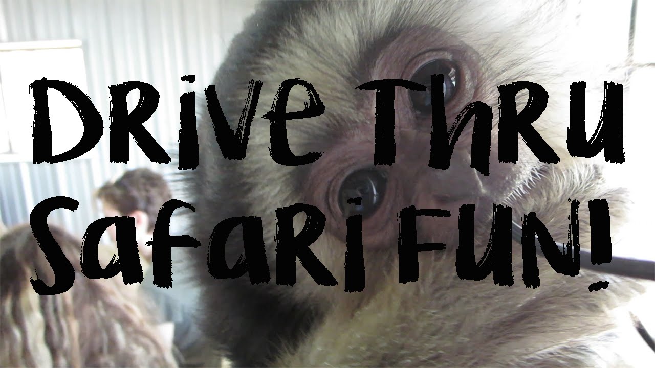 Drive Thru Safari Fun! | 4.23.16