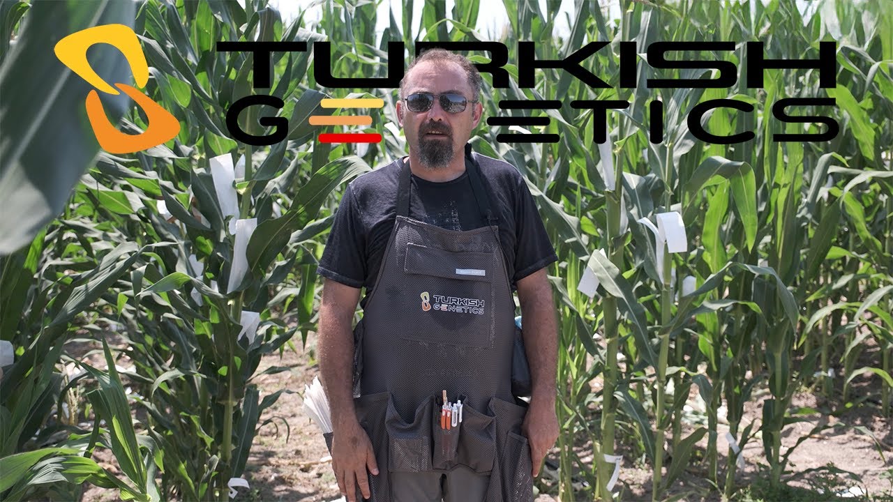 Turkish Genetics  Mısır Tohumu Islahı
