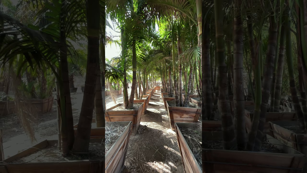 King Palm - Species Detail - Sea Crest Nursery - #shorts