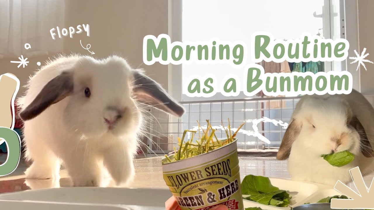 Morning Routine as A Bunmom | Daily cleaning, harvesting hydroponics and playtime