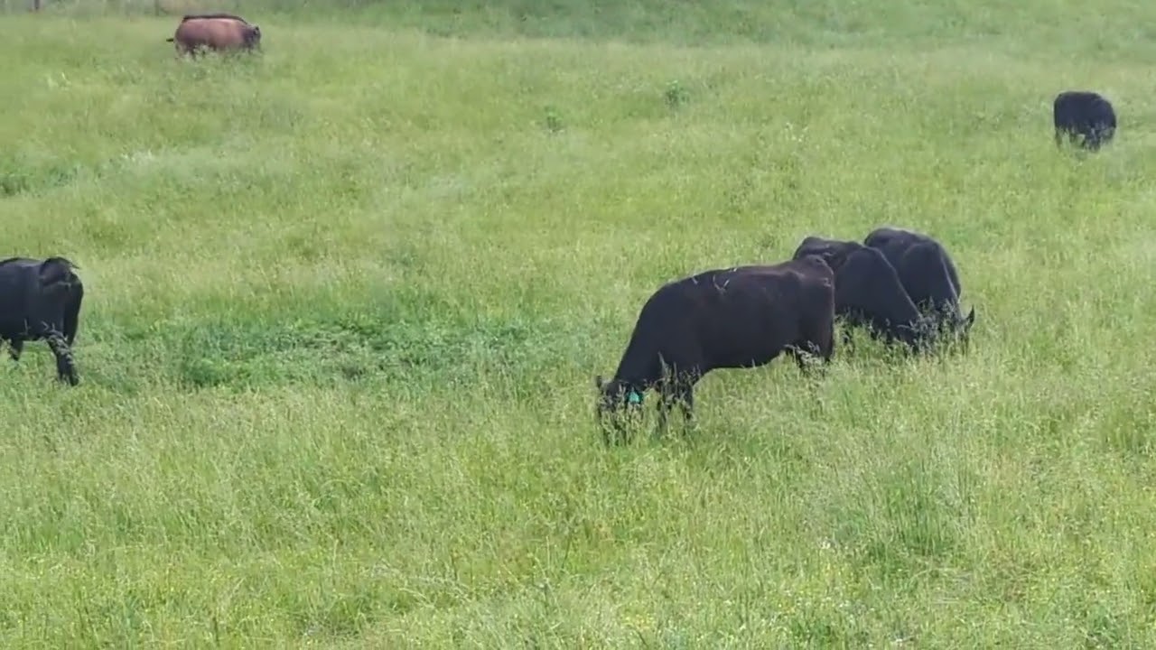 Is Rotational Grazing really worth the effort?