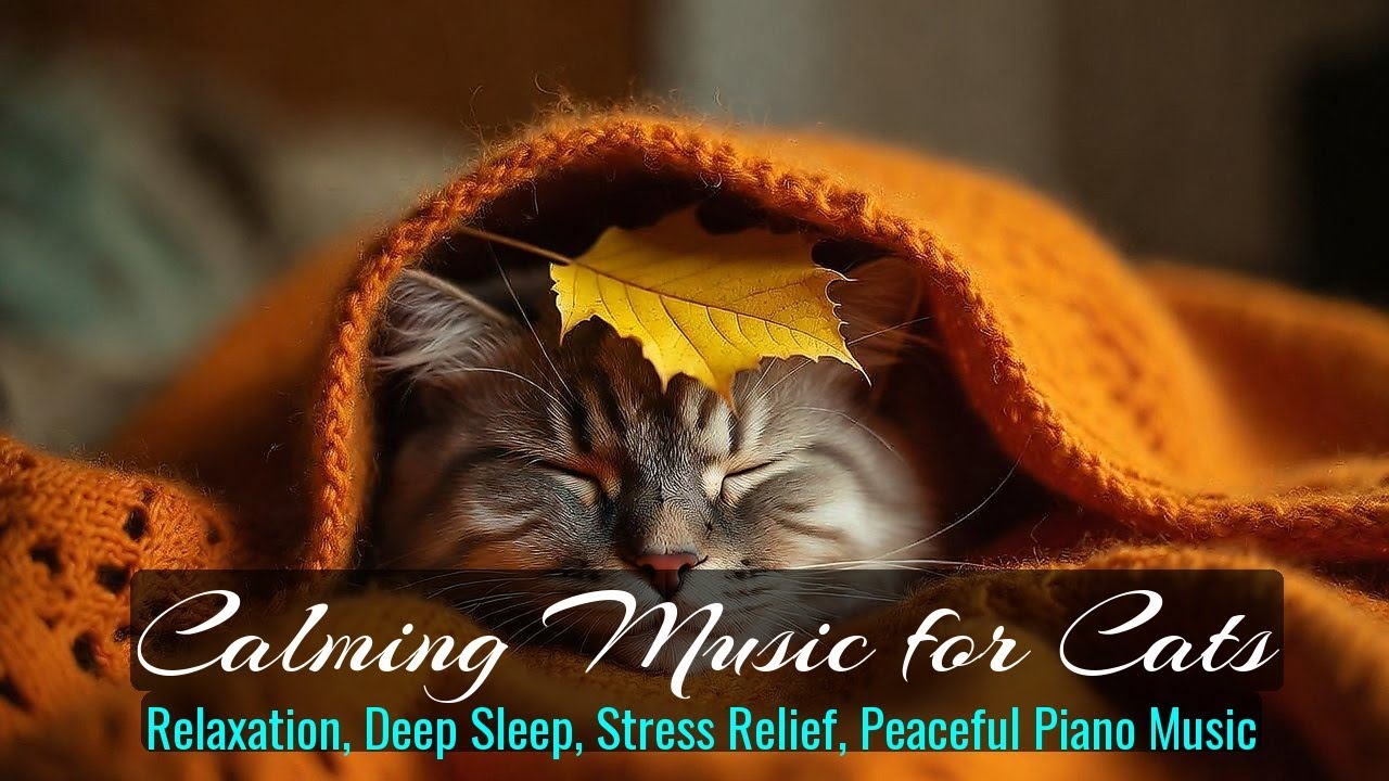 LIVE Peaceful Sleeping Cat for Mental Relax 🧘 | Season 27