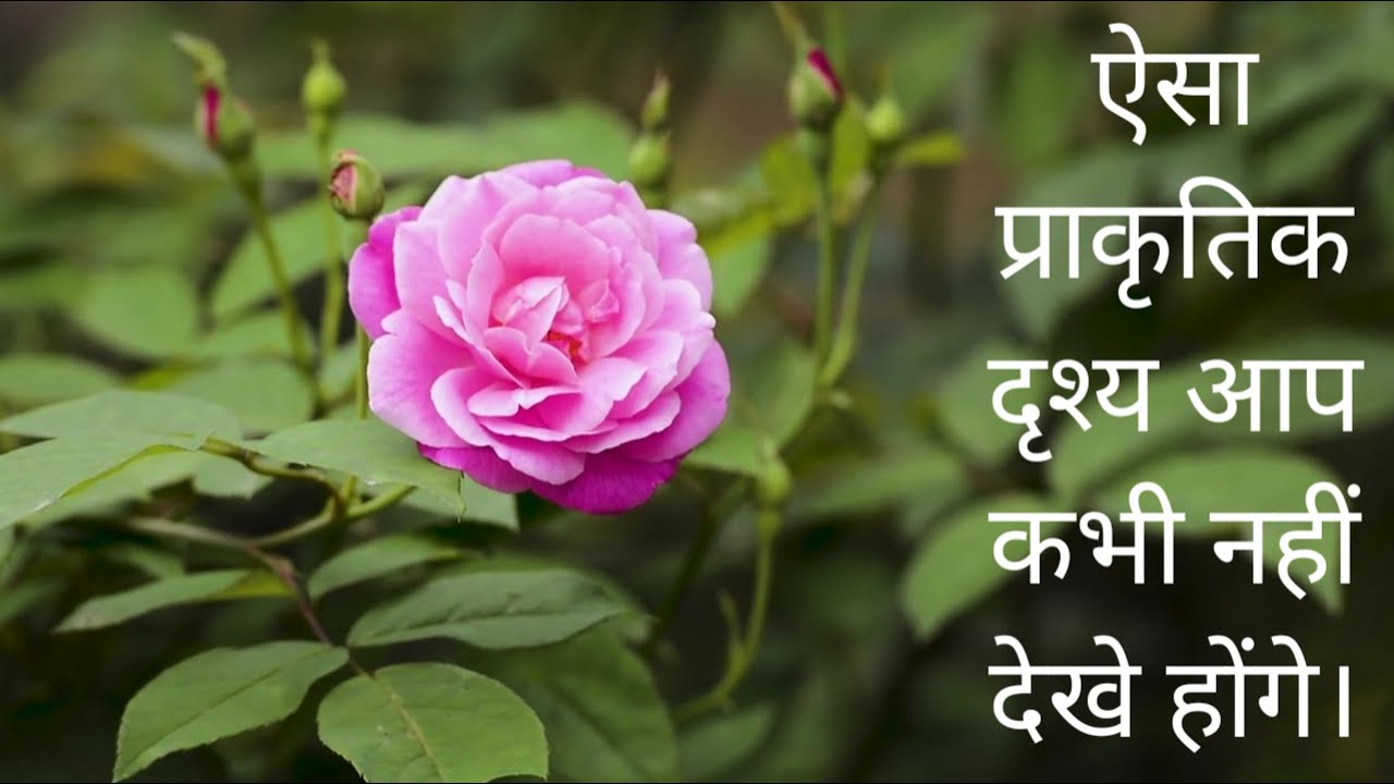 4 Minute 4K Video Nature Beauty Scenes and Music too..
