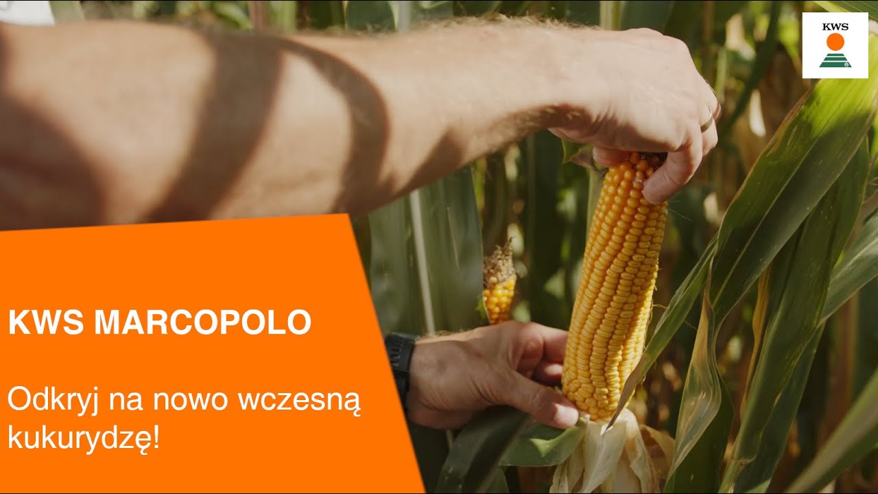 KWS MARCOPOLO / Odkryj na nowo wczesną kukurydzę🌽