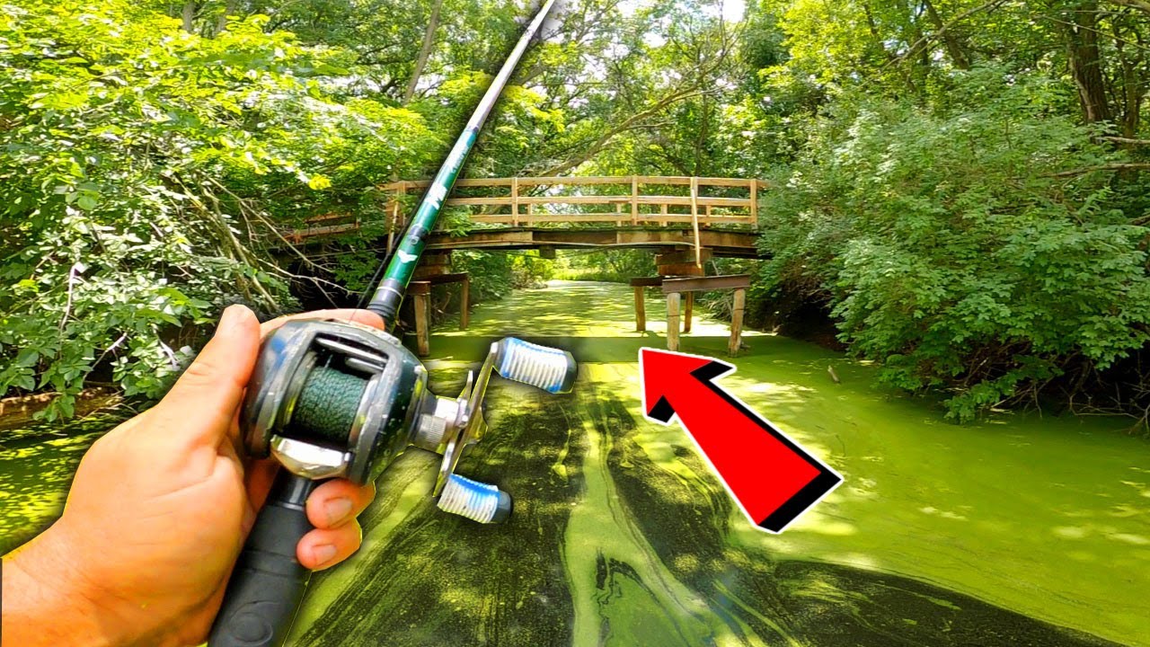 HIDDEN Backwater Swamp is LOADED w/ Big Fish!