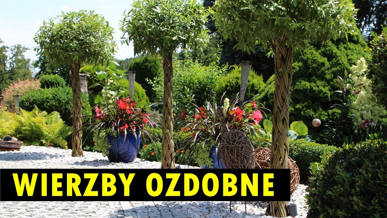 Wierzby ozdobne sprawdzą się w każdym ogrodzie – daj się zainspirować