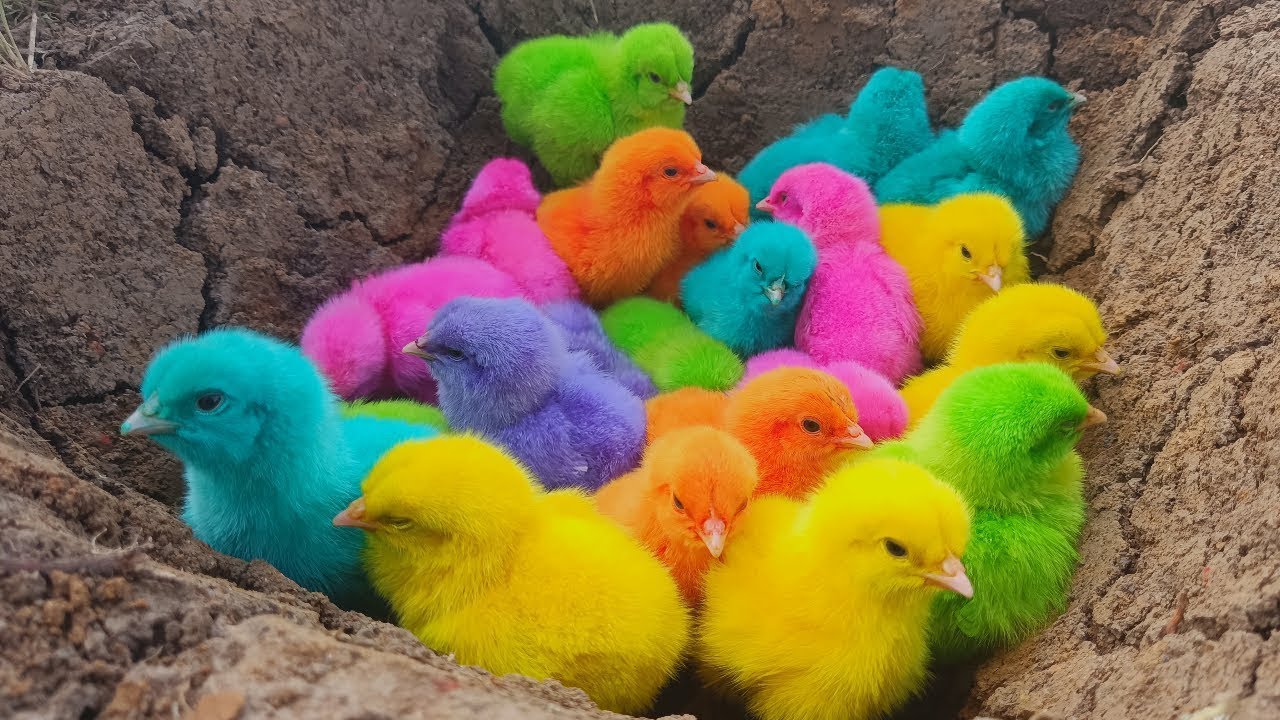 education, awareness, conservation, responsibility, ethics, animal welfare, humane treatment chick68