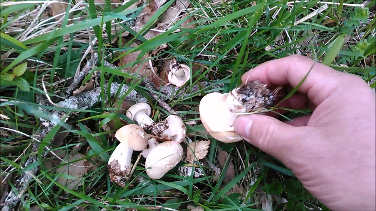 Perretxiko , Calocybe gambosa .Mayo 2018