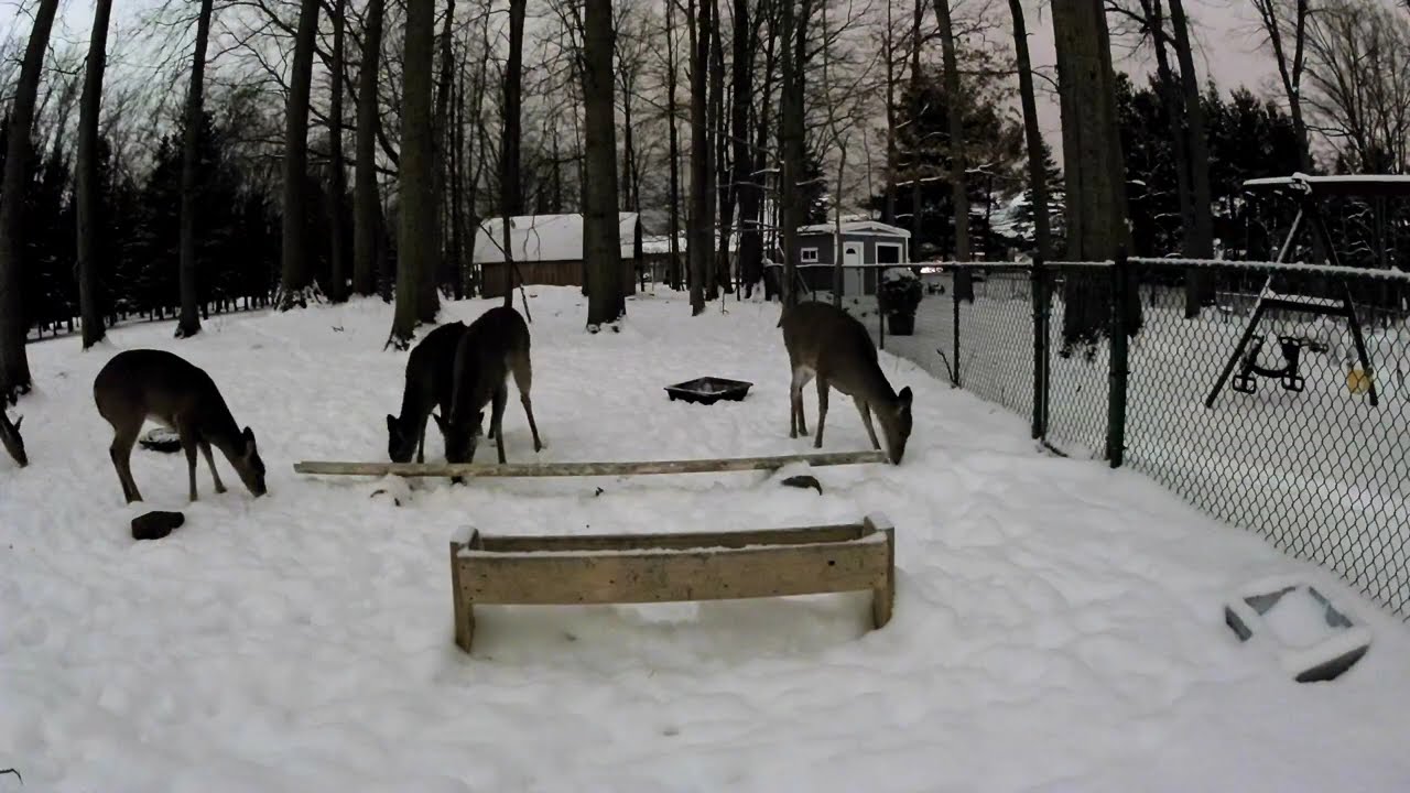 Deer cam 2/24 2026
