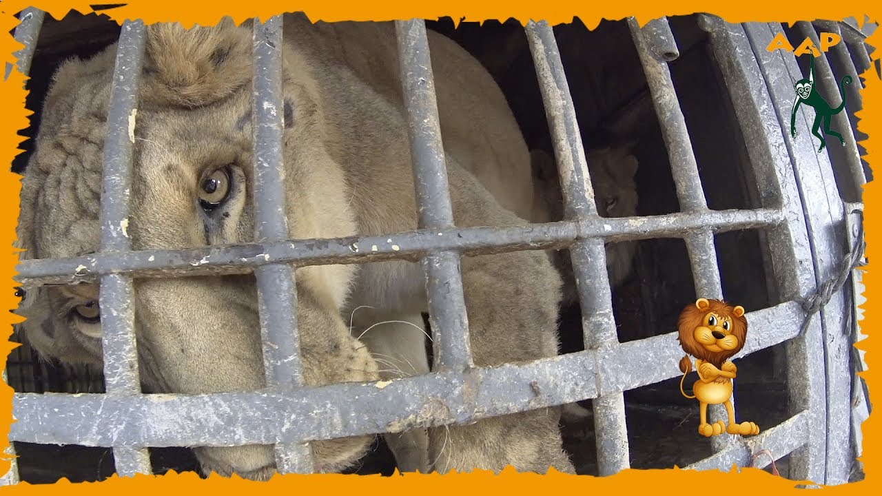 Goede tijden, slechte tijden - AAP vlogt AFL. 15 - Stichting AAP