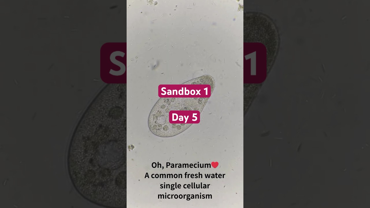 Microbial Sandbox Day 5 #music #trending #viralshort #microscope #experiment #nature #viralvideo