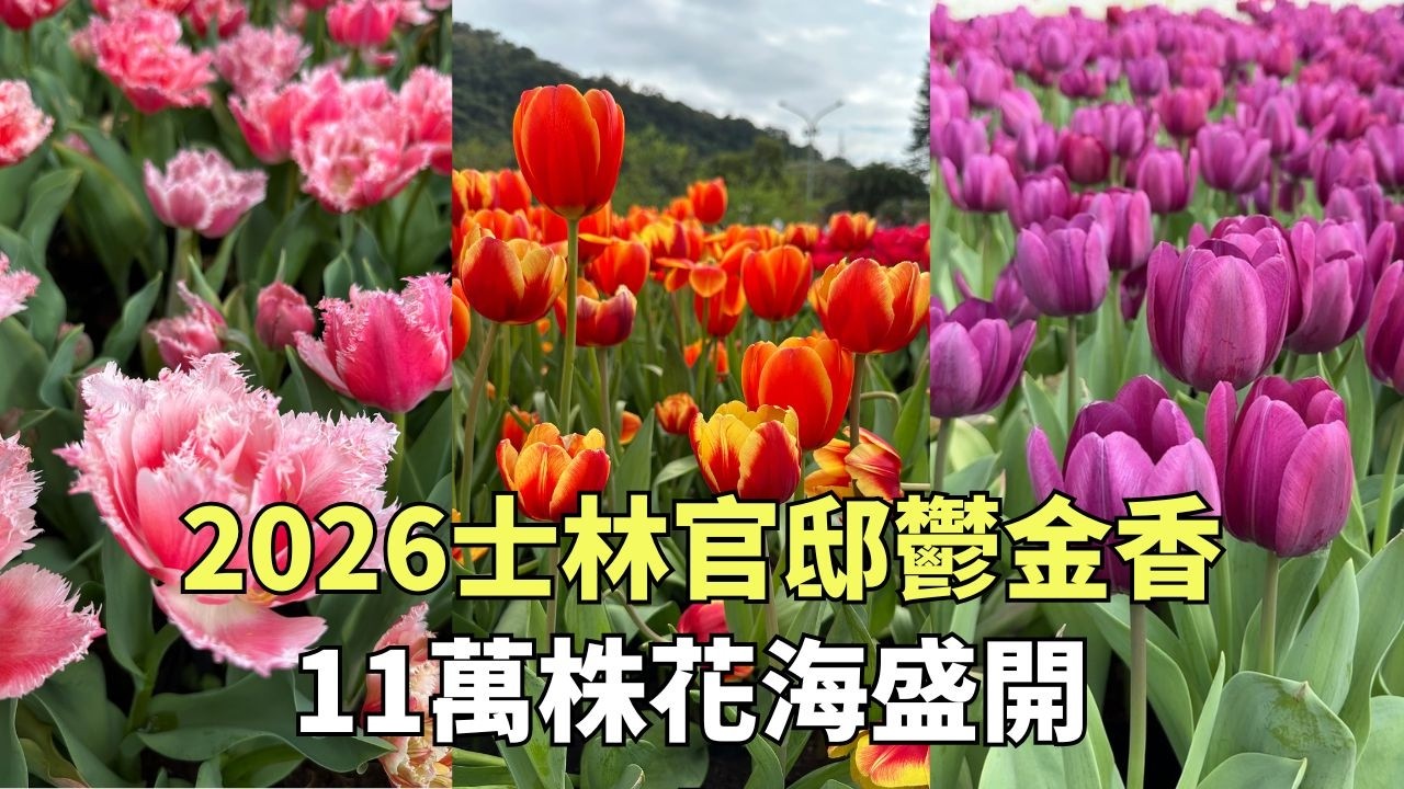 不用飛歐洲！2026士林官邸鬱金香展 11萬株鬱金香爆開 #鬱金香 #士林官邸 #台北景點