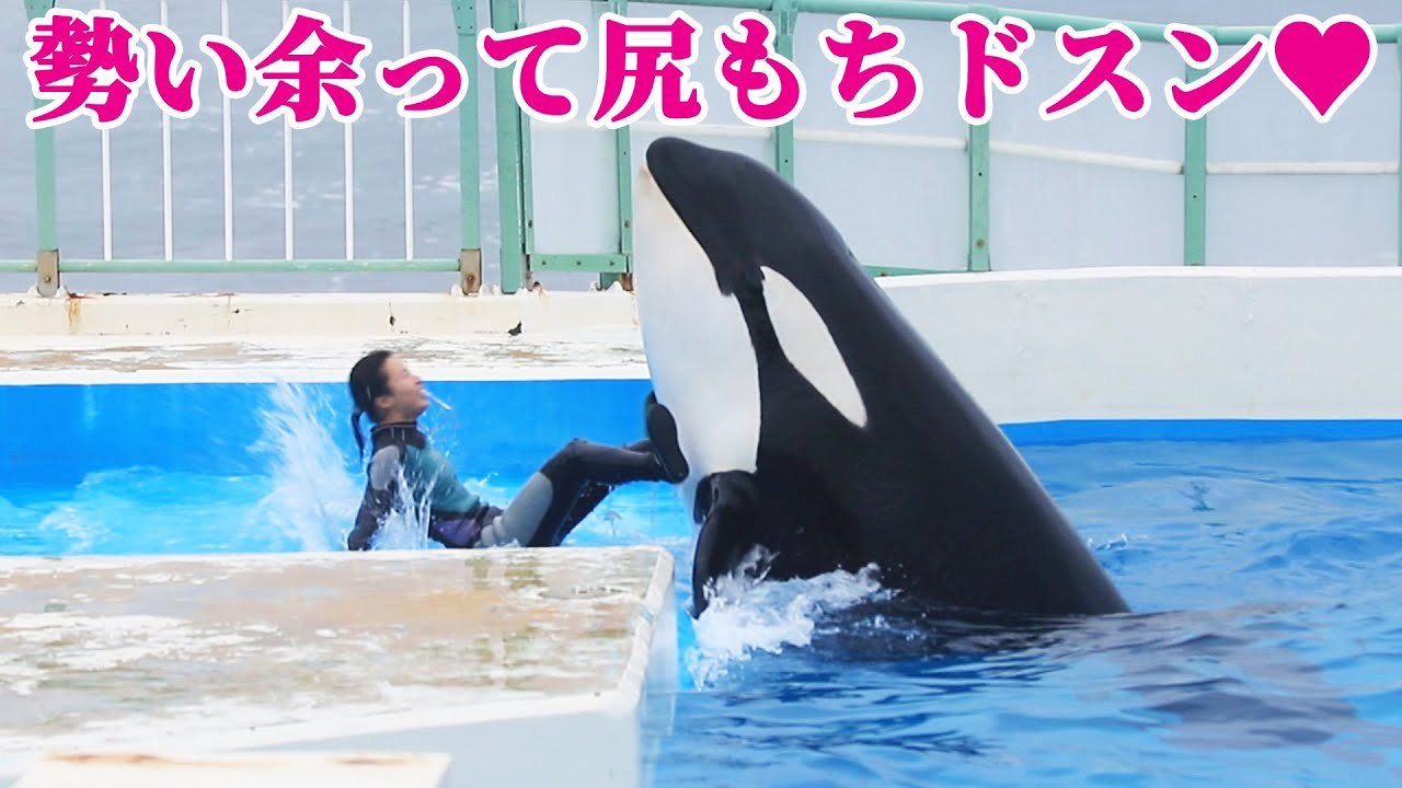 シャチパフォーマンス終了後のチルタイムにほっこり♥ 鴨川シーワールド シャチショー KamogawaSeaWorld  orca killerwhale