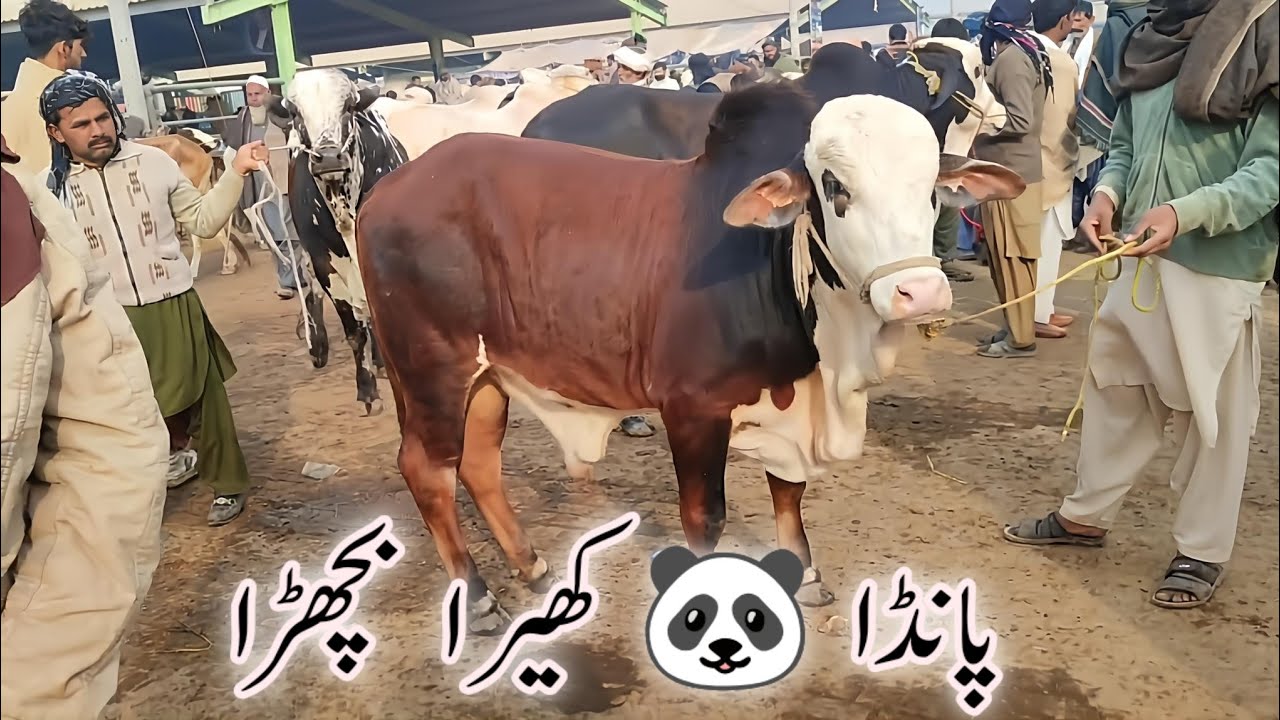 Multan Janwar Mandi Today Update | Heavy and Normal Bulls & Bachray Prices