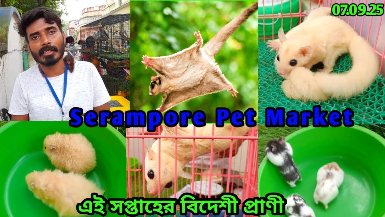 Sugar glider, Hamster, Hedgehog, Micro Squirrel, Breeding Guide, Serampore Pet Market on 07.09.25