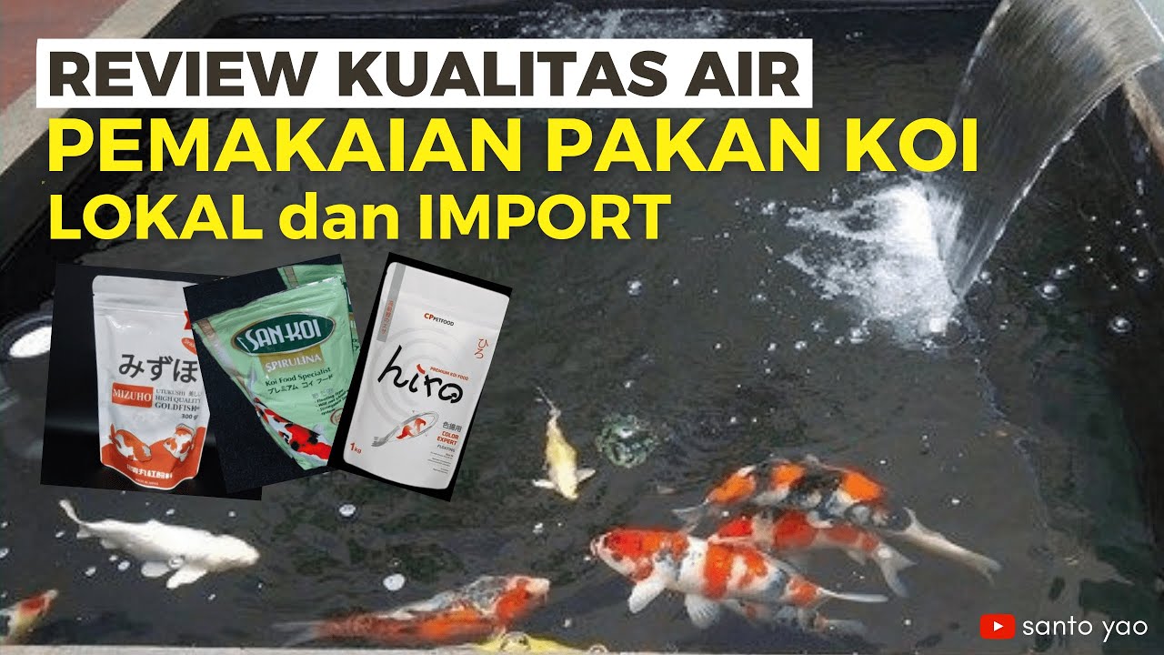 Review pakan import (mizuho) dan lokal (sankoi, hiro) agar kualitas air tetap jernih, lokal vs impor