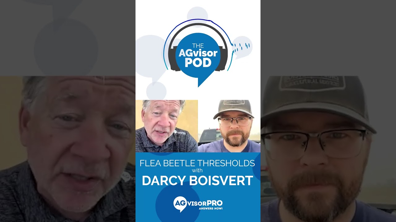 Flea Beetle Thresholds with Darcy Boisvert