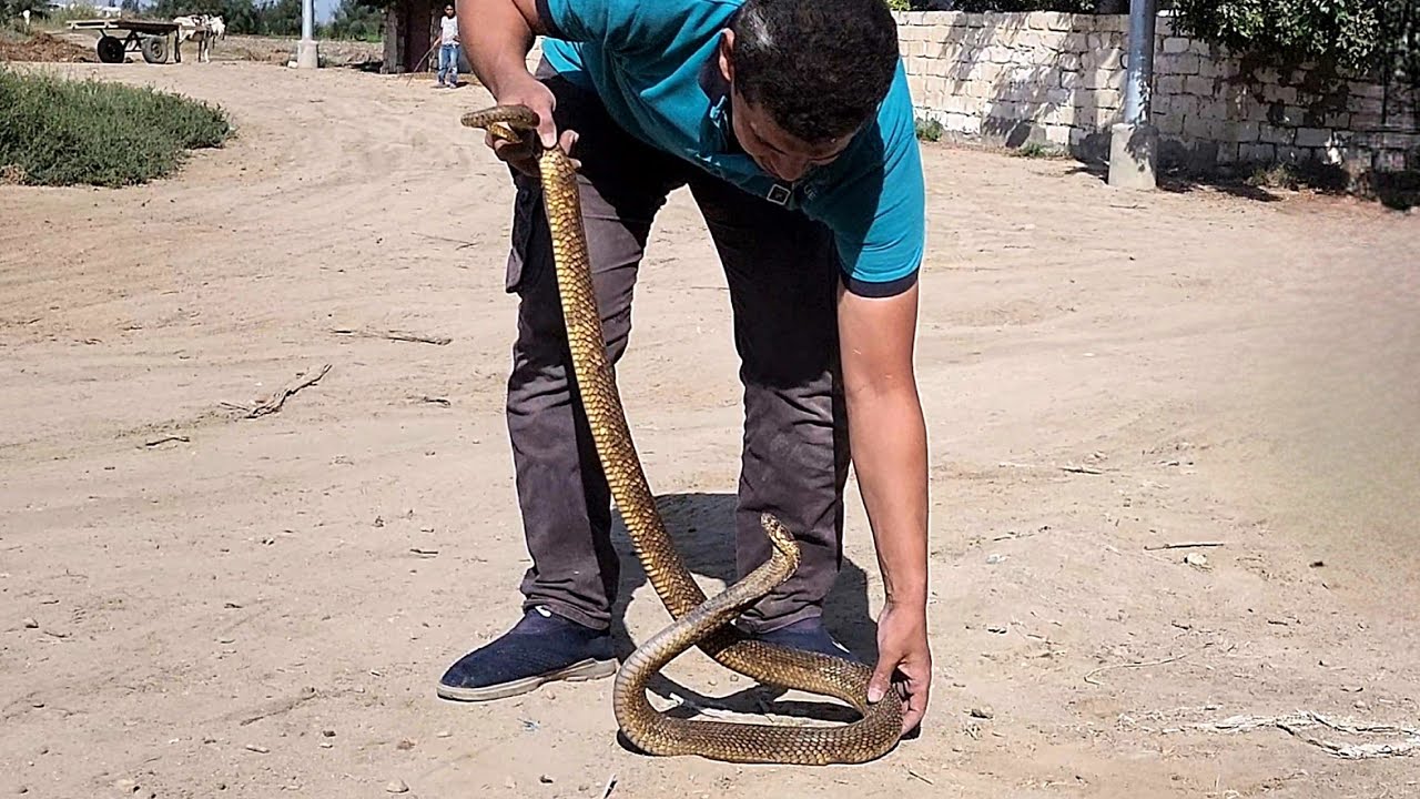 كوبرا ضخمة جدا داخل بيت مهجور تفاجأ بها صاحب البيت وتمكن من السيطرة عليها/ مع احمد الدكرونى