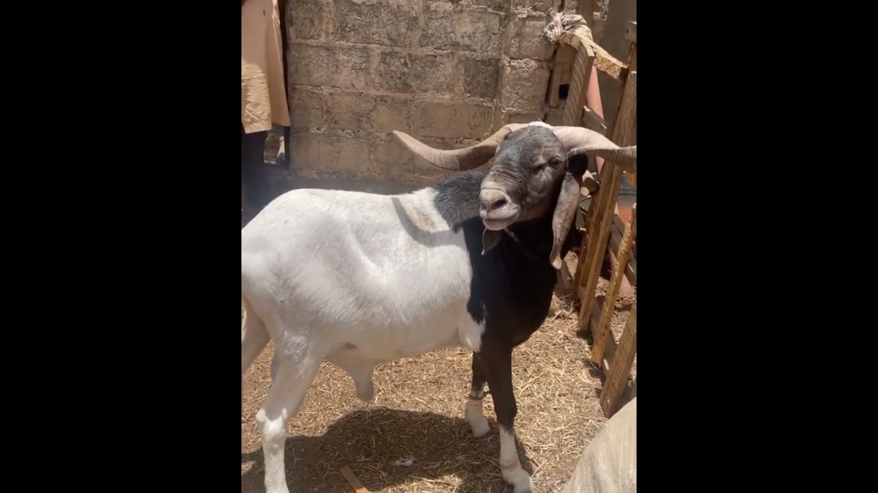 Uda Ram XXL fattened  all above 350,000 naira