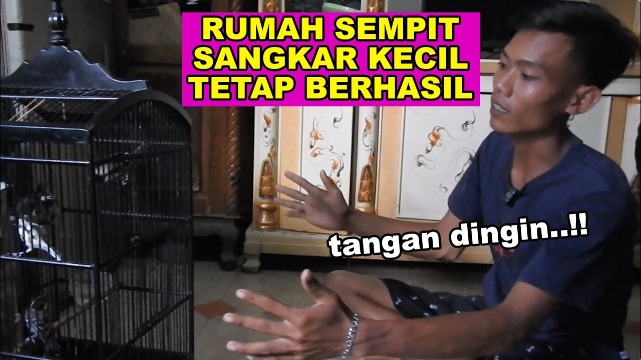 DIRUMAHNYA YANG SEMPIIT, PEMUDA TANJUNG PRIOK INI MALAH SUKSES TERNAK GELATIK BATU DISANGKAR G4NTUNG