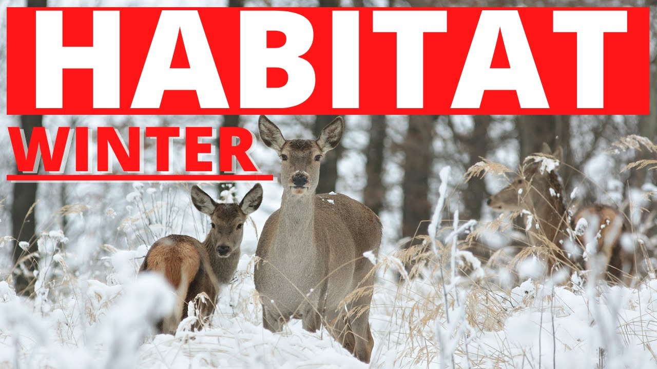 Deer Habitat In The Winter & What They FEED ON!