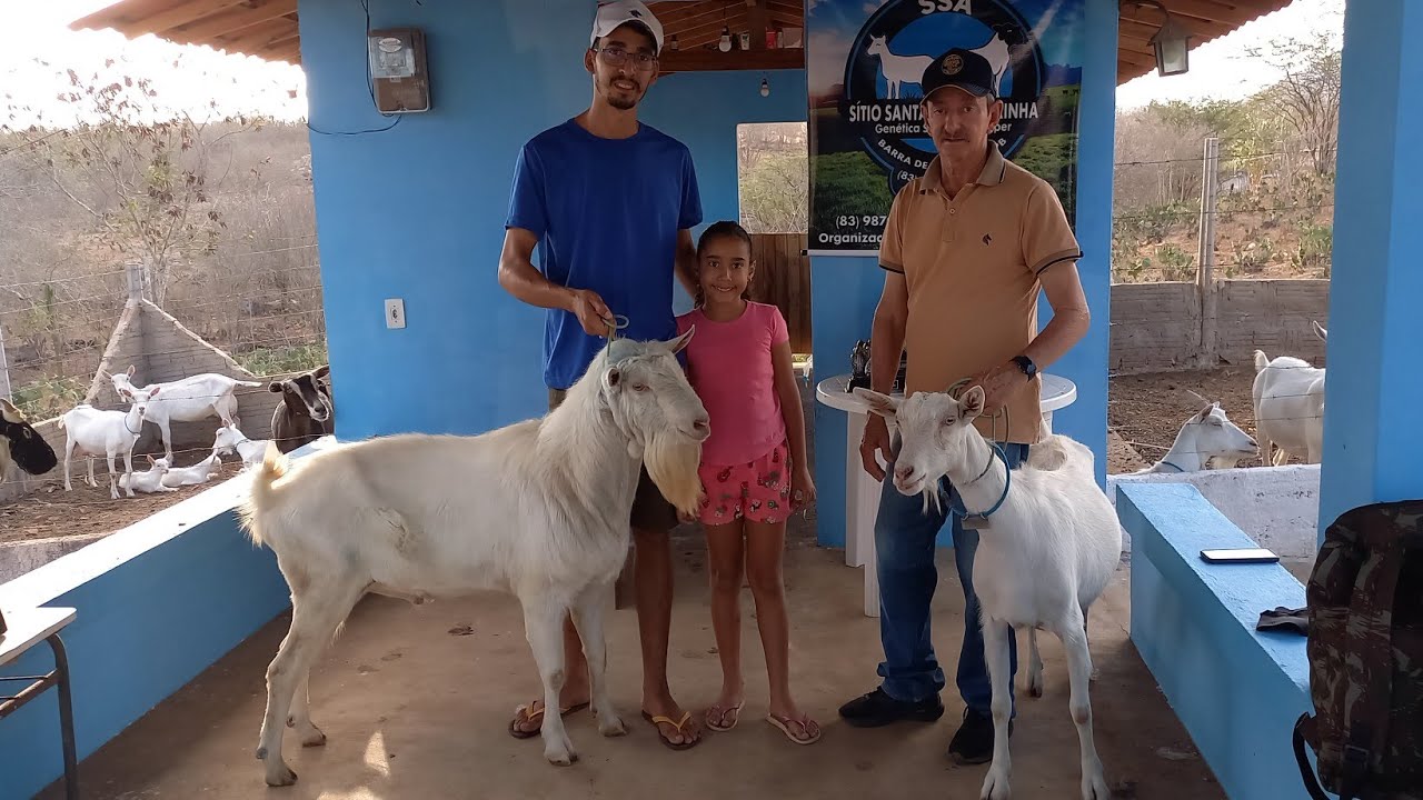 FUI CONHECER OS CRIADORES DE CABRA LEITEIRA EM BARRA DE SANTANA-PB MAURILIO E RODOLFO  