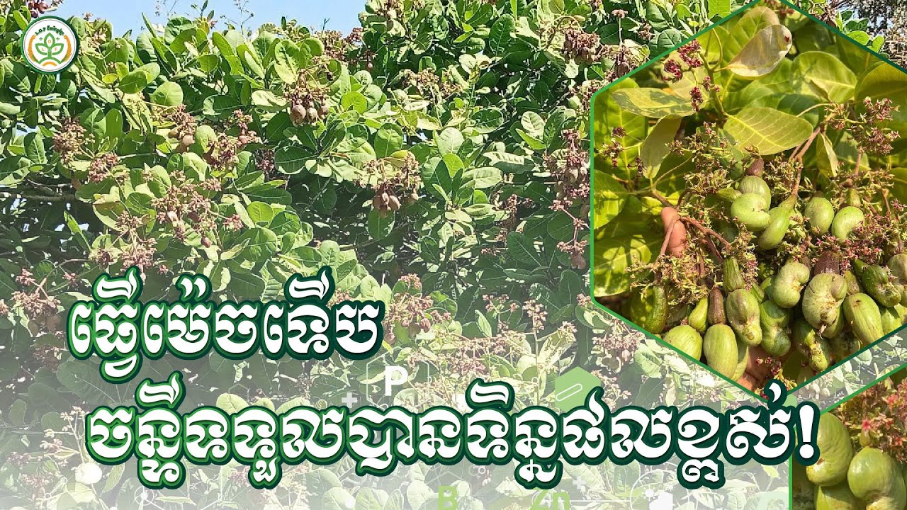 [ចន្ទី EP1] របៀបថែចន្ទីឲ្យទទួលបានបង្កើនទិន្នផលខ្ពស់!