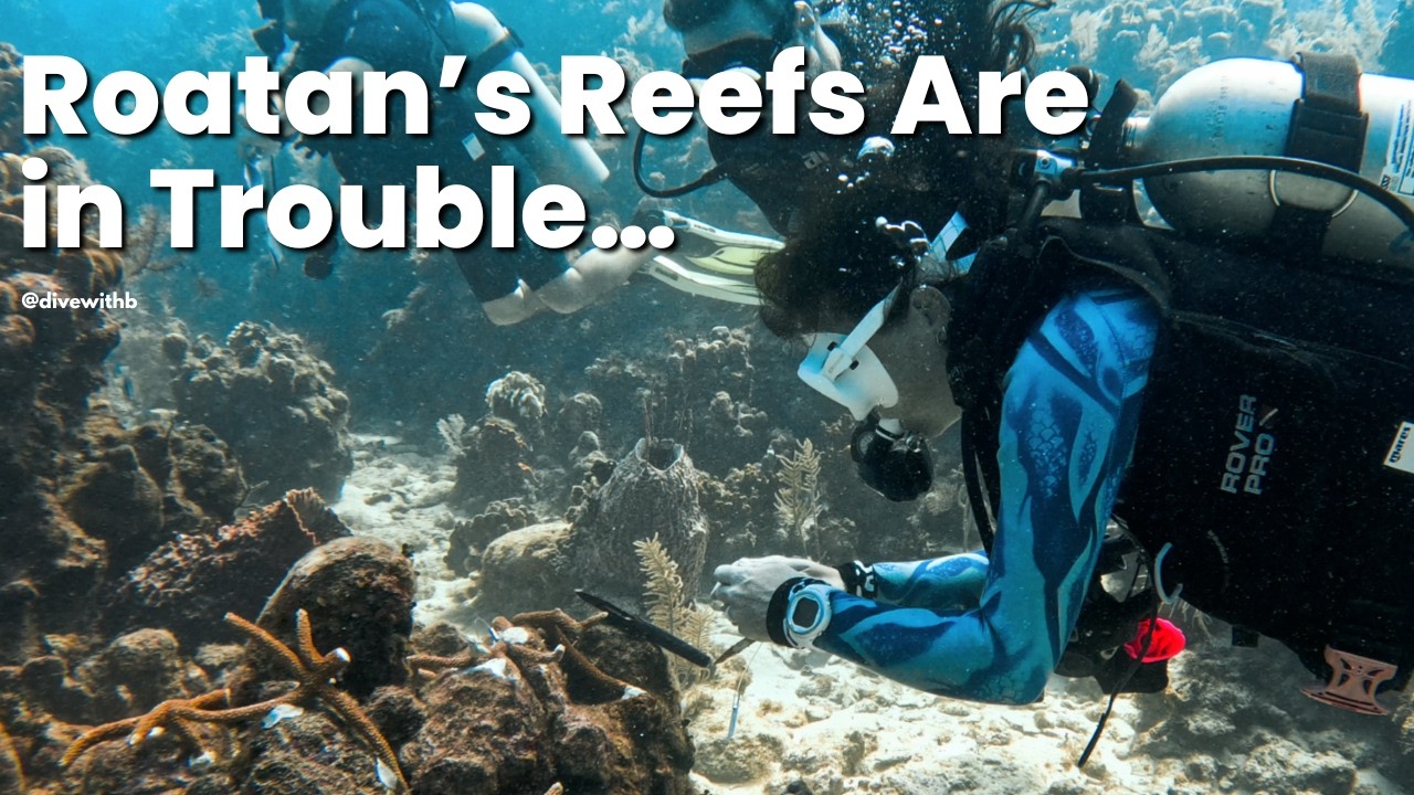 Roatan’s Reefs Are in Trouble… But Here’s the Hopeful Side  | @DIVEWITHB