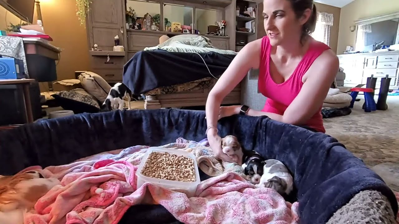 Cavalier Puppy Live Stream: Curious Puppies Play with us and Each Other!
