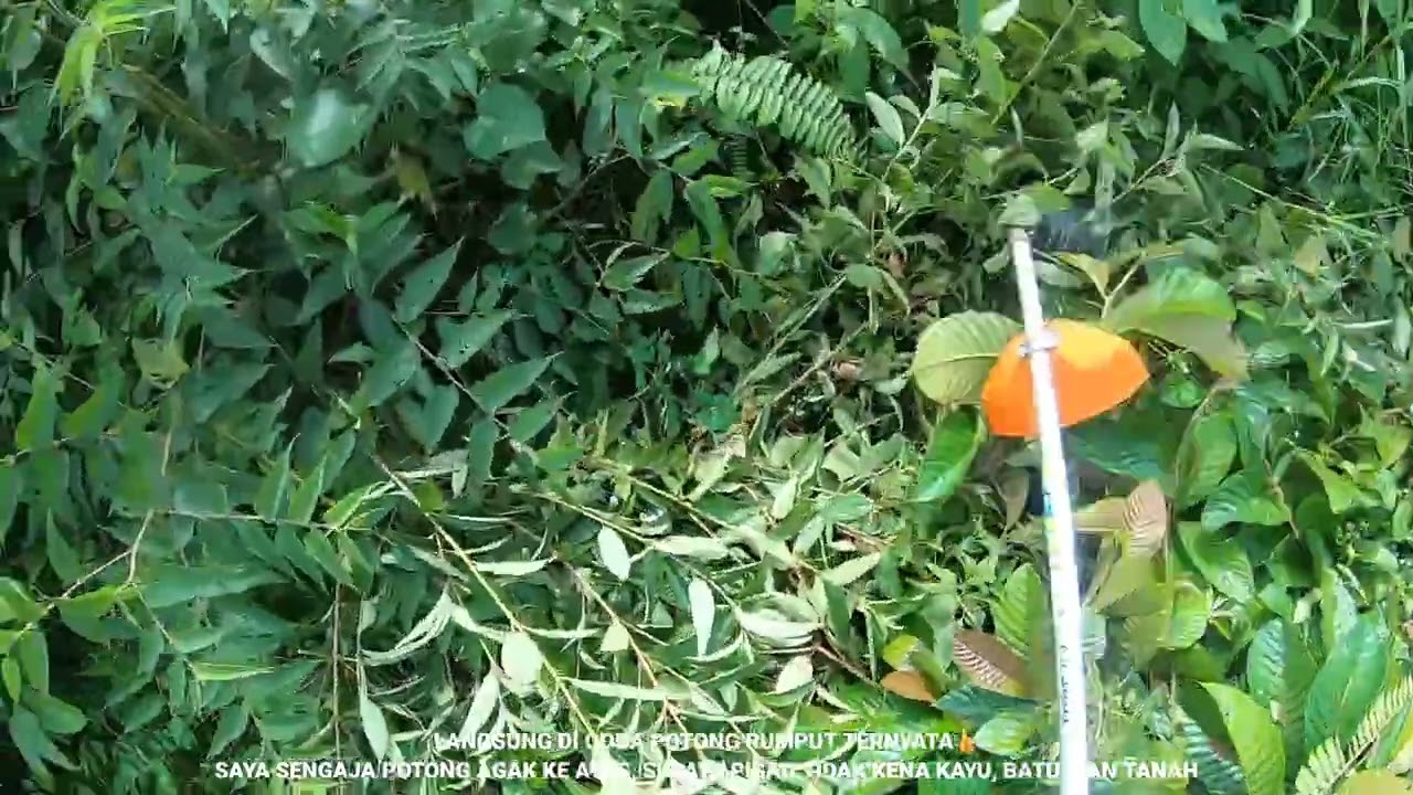 Part 3‼️Tes Mesin Rumput STIHL FS 3001 Di Kebun