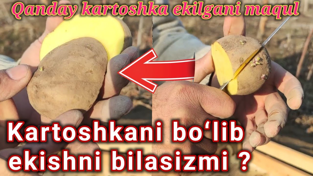 Kartoshka hosili yirik  boʻlishi uchun nima qilish kerak ?