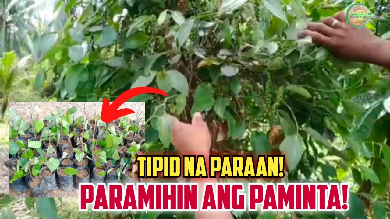 Paano Paramihin ang Paminta Kahit Maliit ang Puhunan | Sekretong Paraan ng Pagpupunla ng Pepper Vine