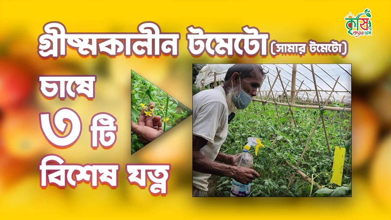 গ্রীষ্মকালীন টমেটো চাষে গুরুত্বপূর্ণ ব্যবস্থাপনা। Summer Tomato Cultivation Special Management