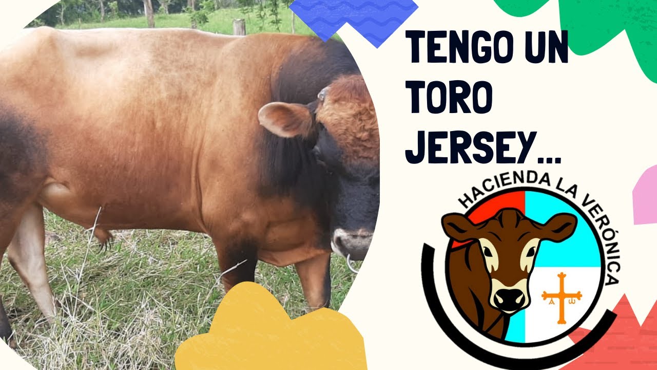 TENGO UN TORO JERSEY