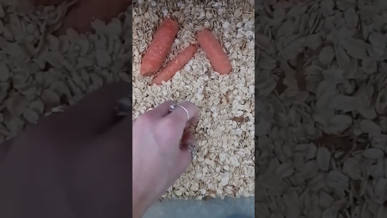 Cultivating a Mealworm Farm!  Mealworm poo makes healthy dirt nutritious!  #mealworm #mealwormfarm