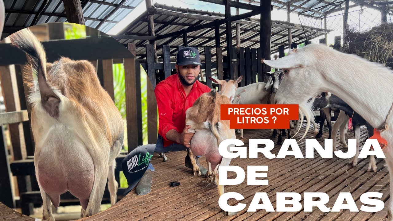 VISITANDO una granja de CABRAS /  LAS razas más lecheras 💰💰 SAANEN Y ALPINAS
