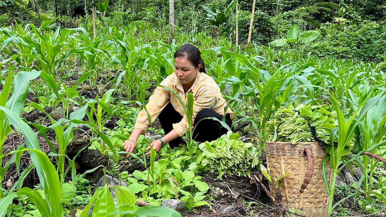 Harvesting vegetables goes to market sell - Making nests for chickens, Farm Life 