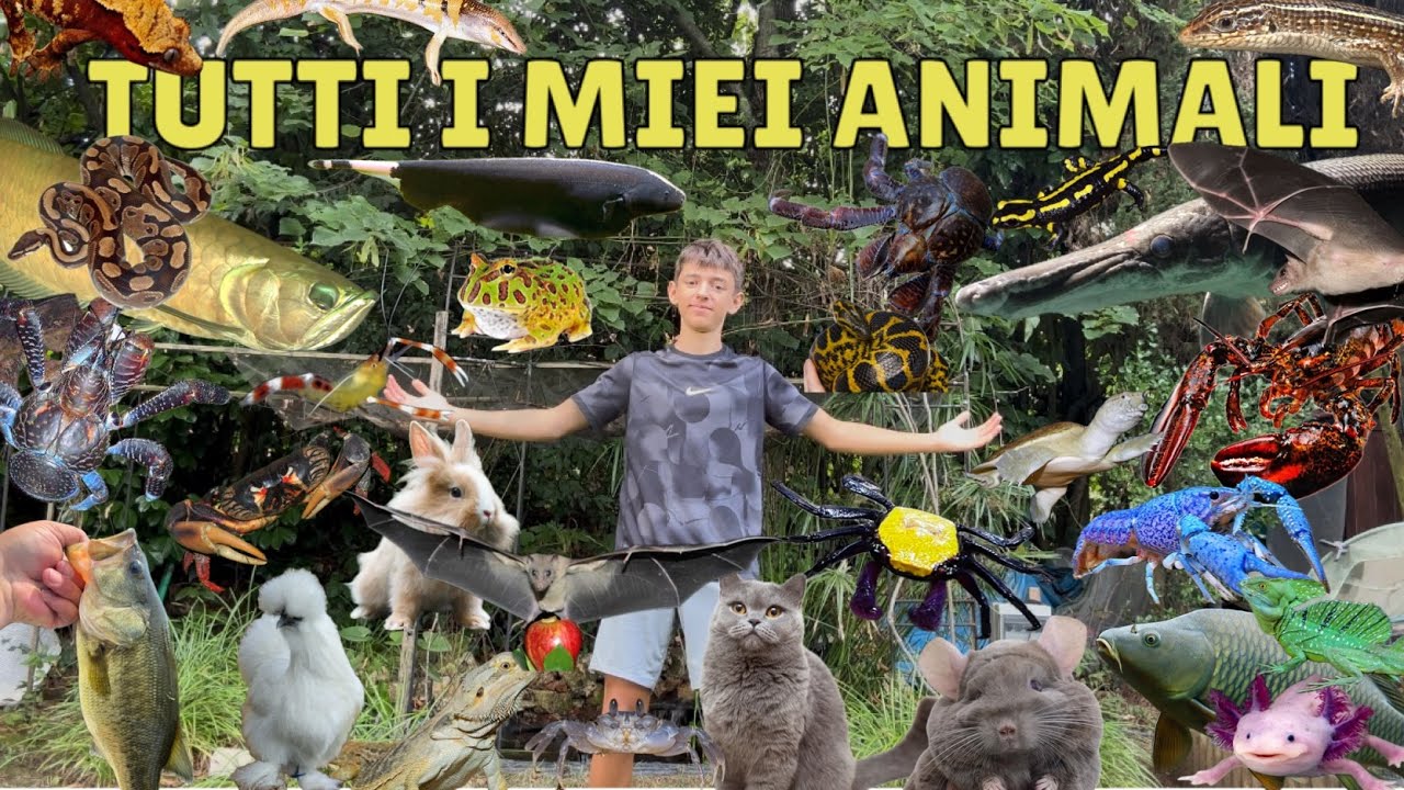 TUTTI i miei ANIMALI in UN VIDEO