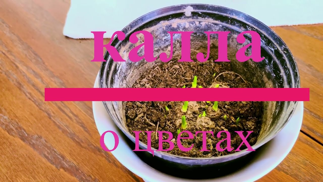 О цветах