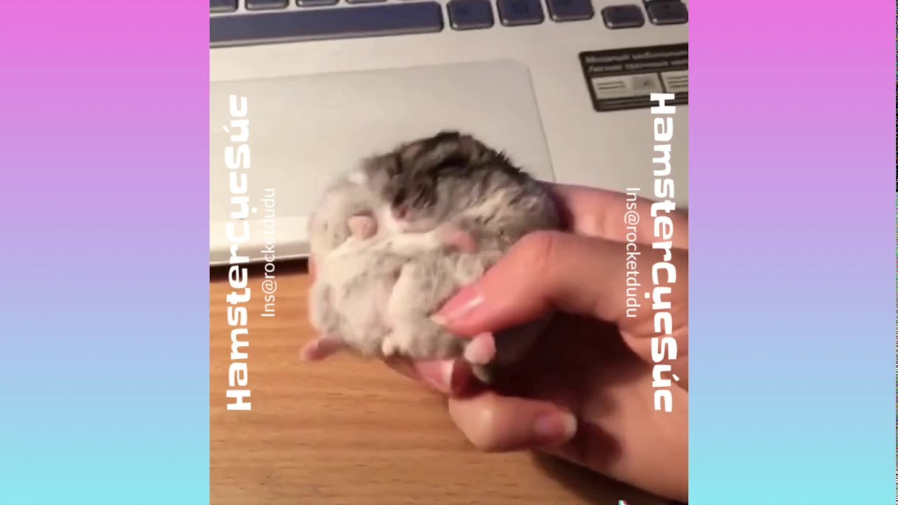 Hamster fat TikTok 1