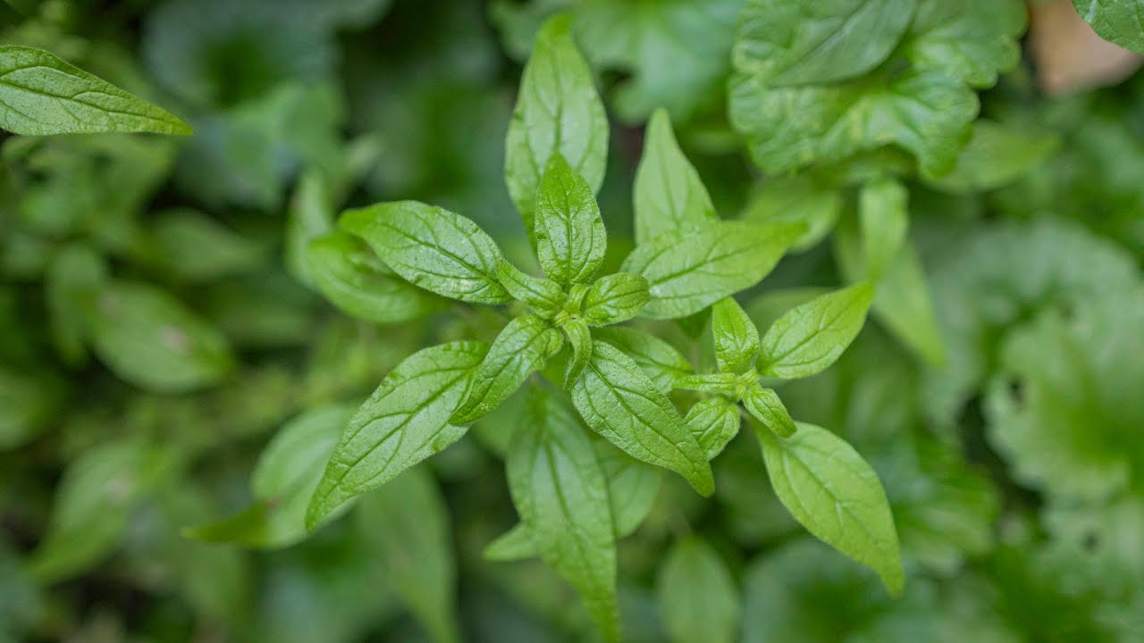 Eating Cucumber Weed: Pennsylvania Pellitory