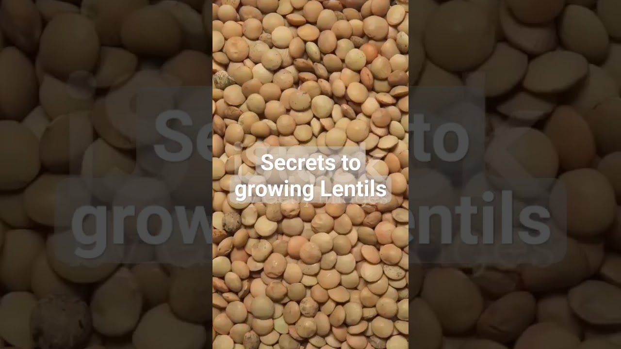 Secrets to growing lentils