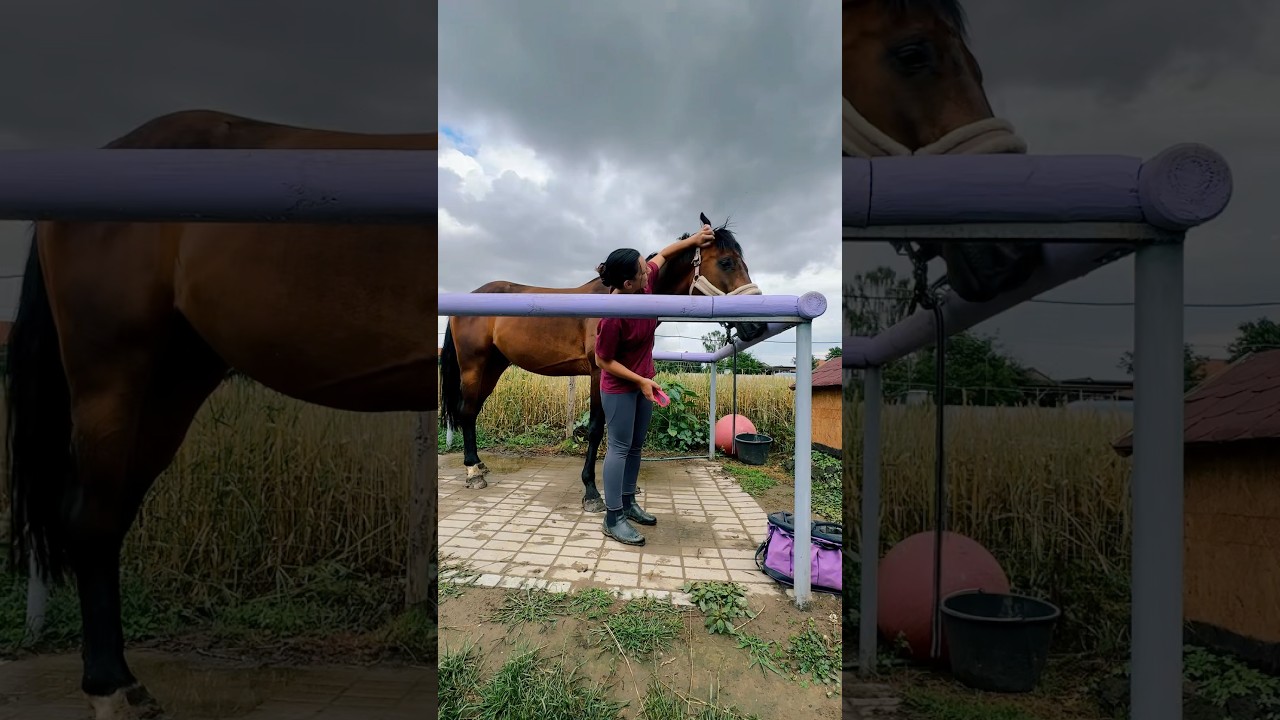 Jak nazywa się Wasz ulubiony koń? 🥰