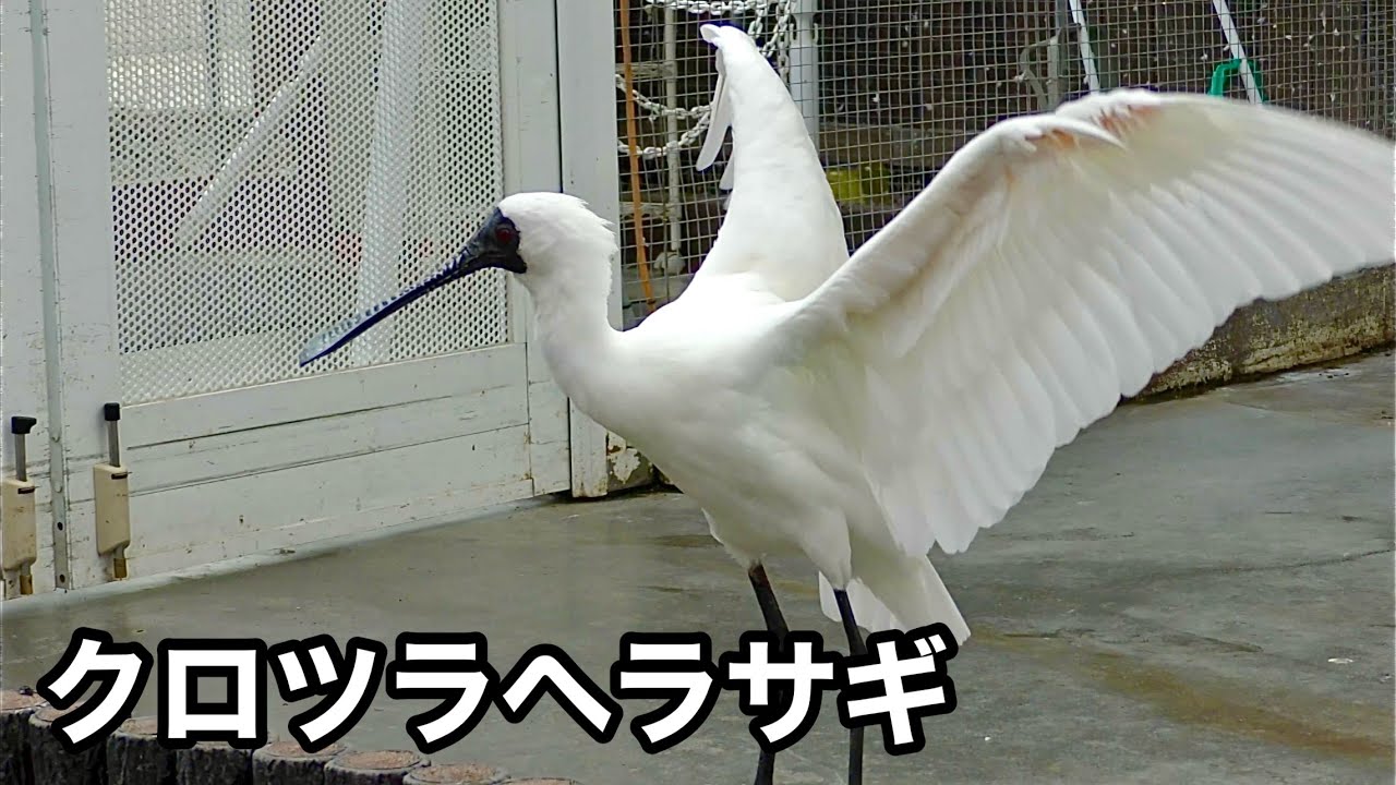 クロツラヘラサギ　バサバサした後羽づくろいです【掛川花鳥園】Black-faced spoonbill Kakegawa Garden 