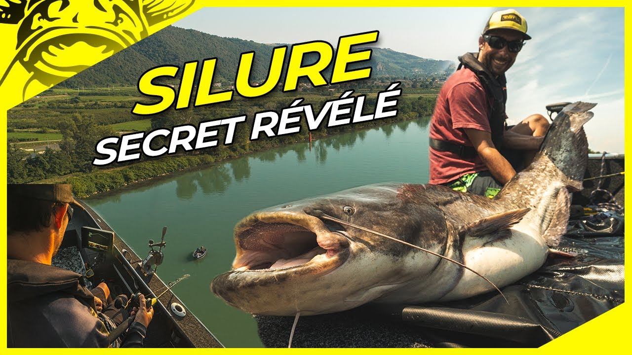 SILURE après SILURE - voilà comment ça se passe | Pêche du silure sur le Rhône | silure en vertical