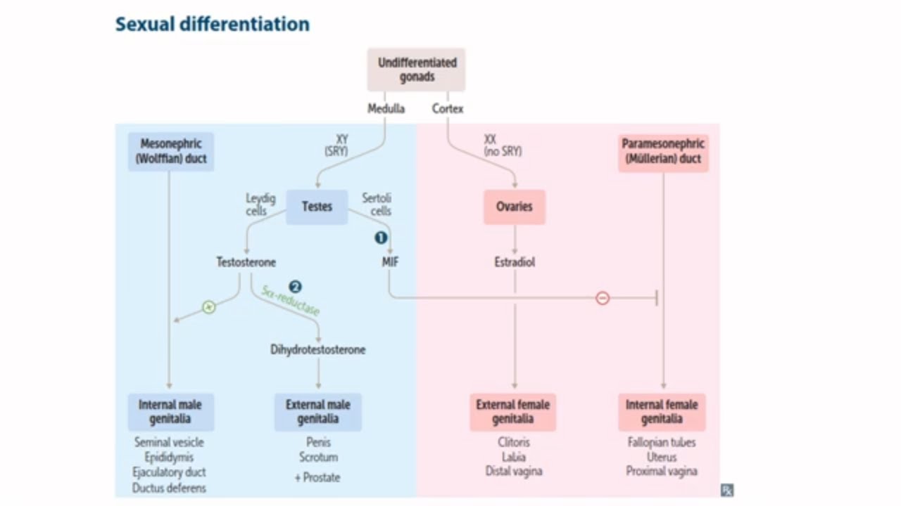 USMLE ШАГ 1: Как решать вопросы по синдрому нечувствительности к андрогенам