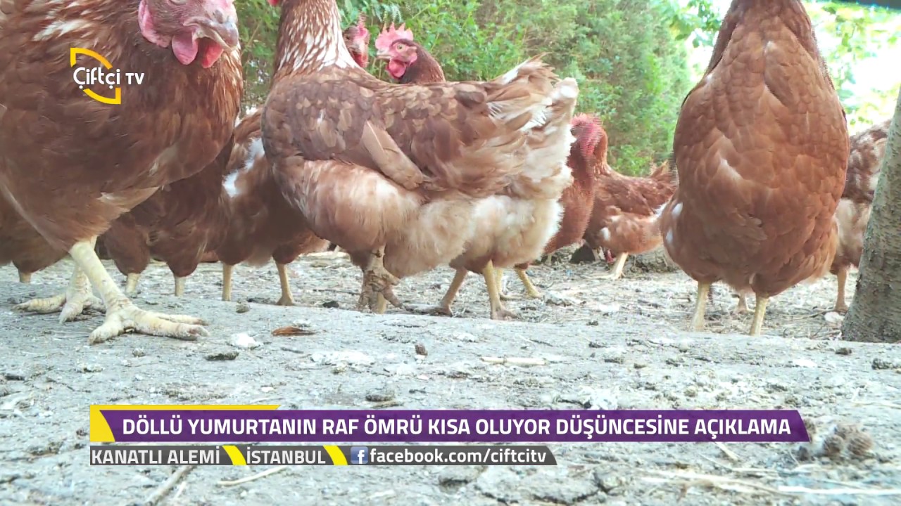 Kanatlı Alemi - Yeni Başlayacaklar İçin Lohman Brown Tavuk Özellikleri